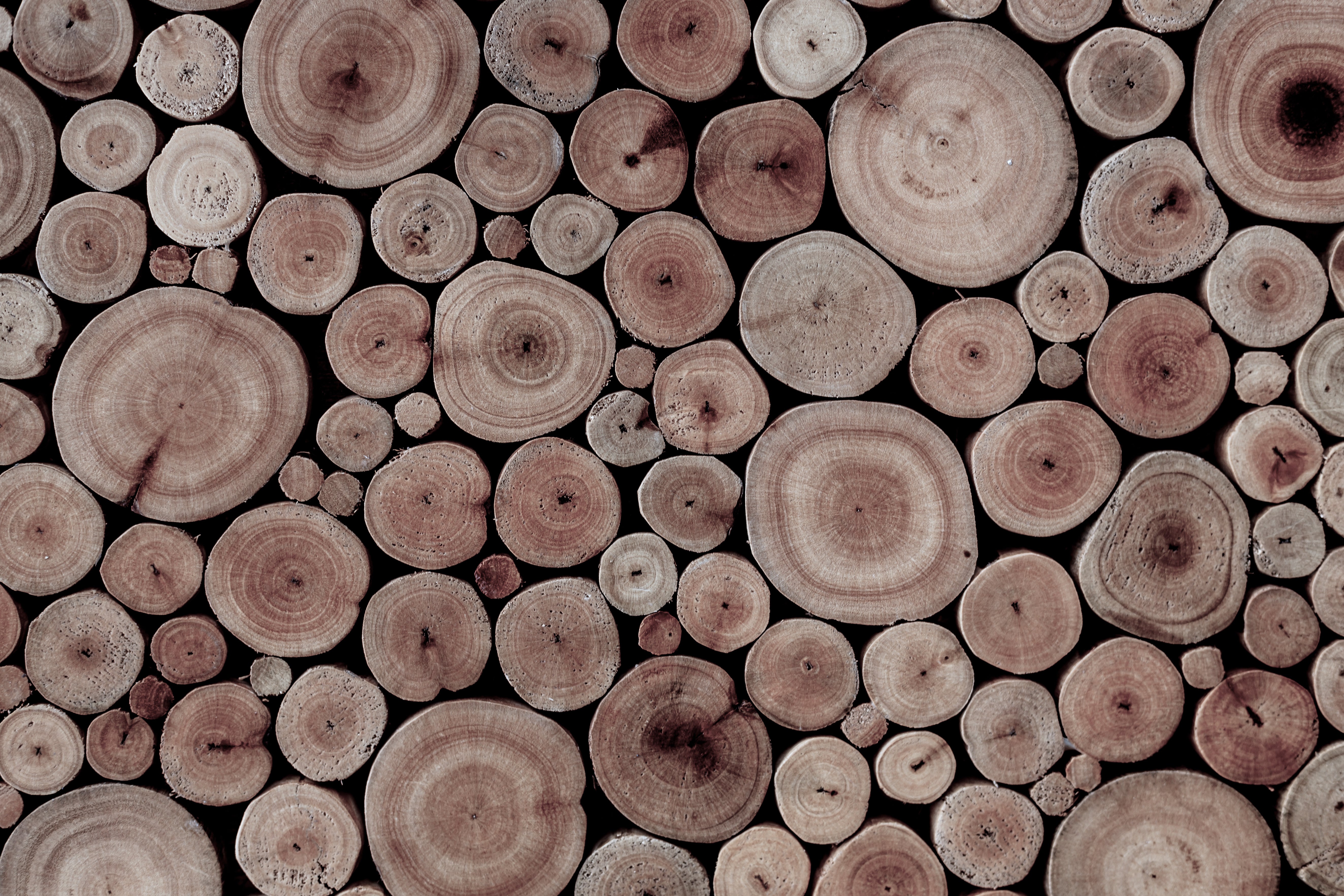 Eucalyptus wood